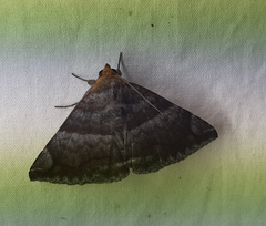 Lepidoptera