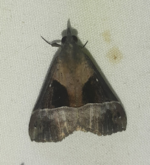 Lepidoptera
