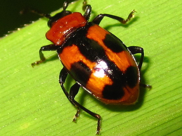 Ancylopus pictus