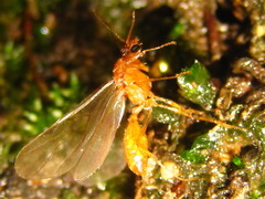 Pheidole fervida