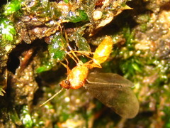 Pheidole fervida