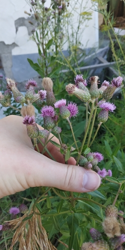 Cirsium setosum iNat (1)