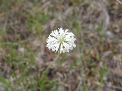 Marshallia caespitosa