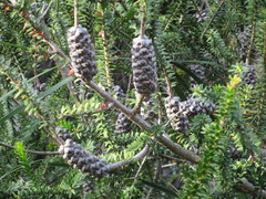 Melaleuca diosmifolia