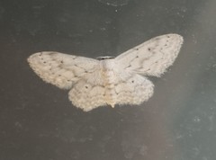 Idaea calunetaria