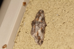 Stenoporpia macdunnoughi
