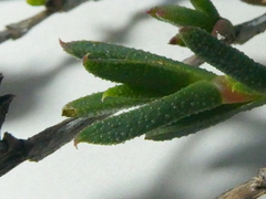 Erepsia bracteata