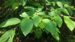 Ostrya carpinifolia