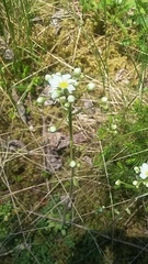 Saxifraga paniculata