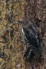 Sphyrapicus ruber