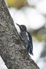 Sphyrapicus ruber