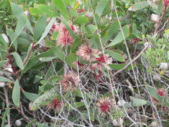 Hakea laurina