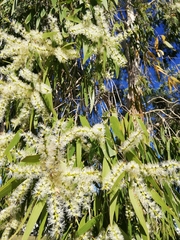 Melaleuca leucadendra