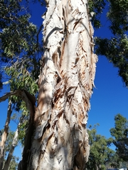 Melaleuca leucadendra