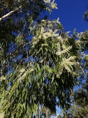 Melaleuca leucadendra