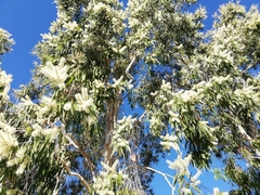 Melaleuca leucadendra