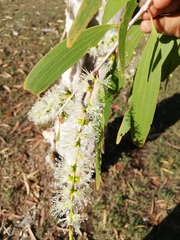 Melaleuca leucadendra
