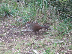 Dasyornis broadbenti