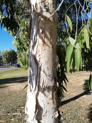 Melaleuca leucadendra