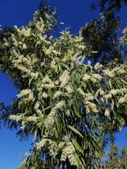 Melaleuca leucadendra