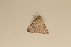 Hypsopygia binodulalis