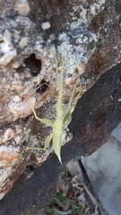 Tropidoderus childrenii