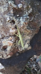 Tropidoderus childrenii