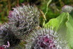 Terellia tussilaginis