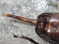 Aegosoma sinicum