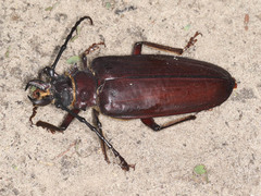 Acanthophorini