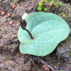 Cyrtostylis reniformis