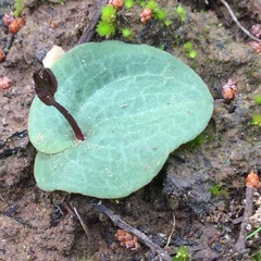 Cyrtostylis reniformis