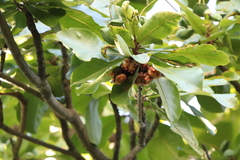 Myotis formosus flavus