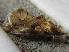 Plusiodonta casta