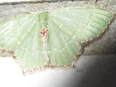 Maxates illiturata