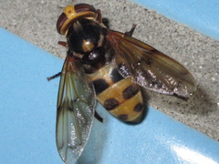 Volucella nigropicta