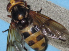 Volucella nigropicta