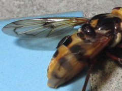 Volucella nigropicta