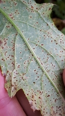 Puccinia calcitrapae