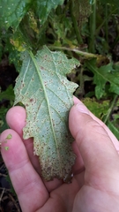 Puccinia calcitrapae