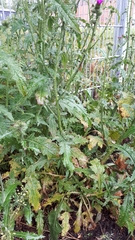 Puccinia calcitrapae