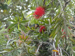 Lampornis