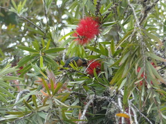 Lampornis