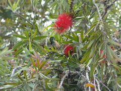Lampornis