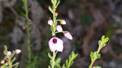 Tetratheca labillardierei