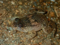 Occidozyga laevis