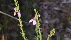 Tetratheca labillardierei