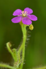 Drosera indica