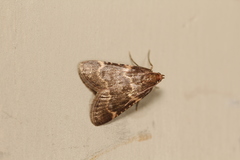 Aglossa electalis