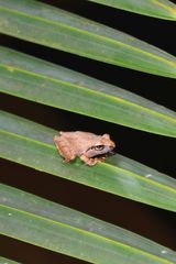 Raorchestes
